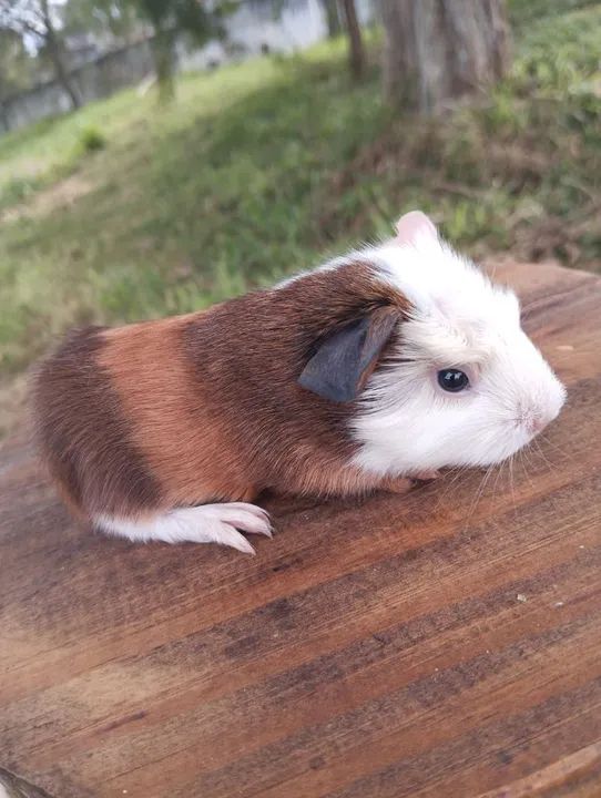 Lindos filhotes de porquinhos da índia 