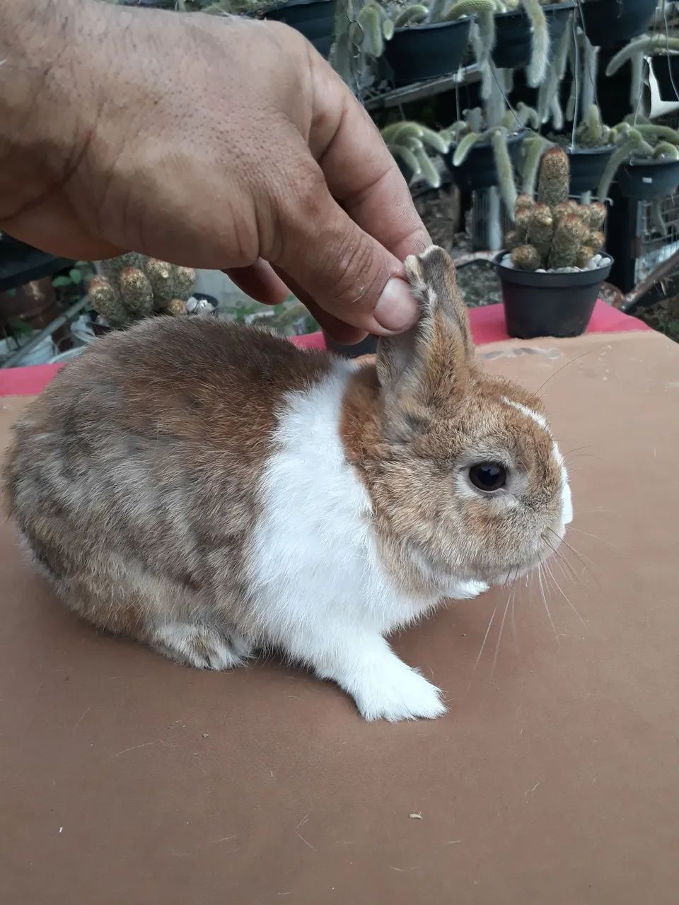 coelho anão adulto jovem - Foto 3