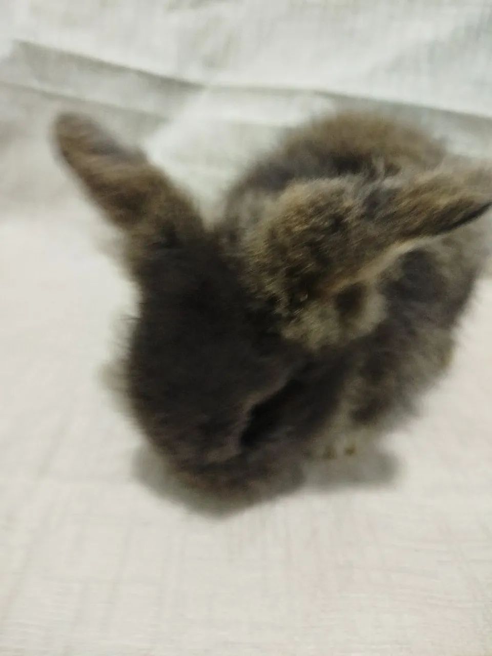 Filhote de coelho  - Foto 5