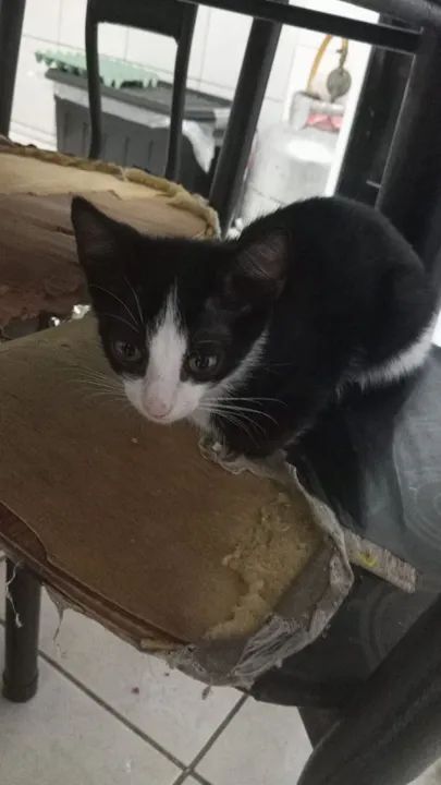 Doa-se gatos  - Foto 2