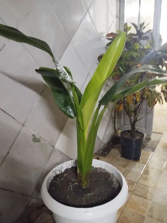 Plantas no Vaso - Foto 4