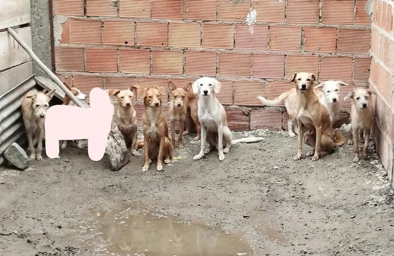 Filhotes de cães diversos para adoção - Foto 2