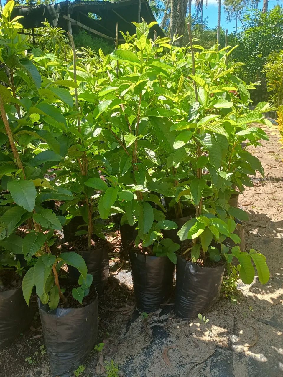 Mudas de acerola  enxertada - Foto 2