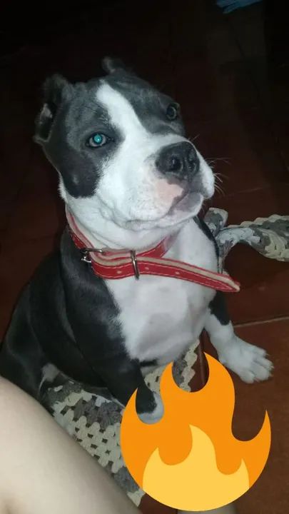 vende-se Femea de American Bully  - Foto 3