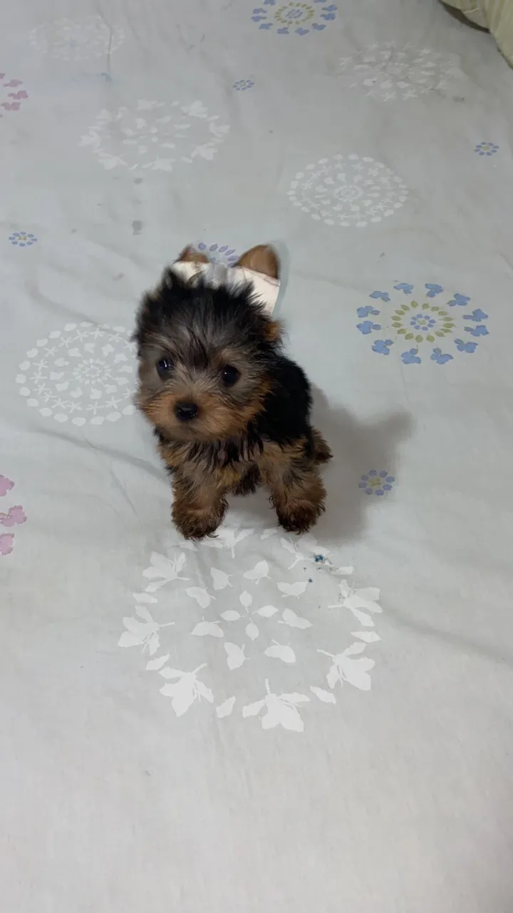 Cachorro