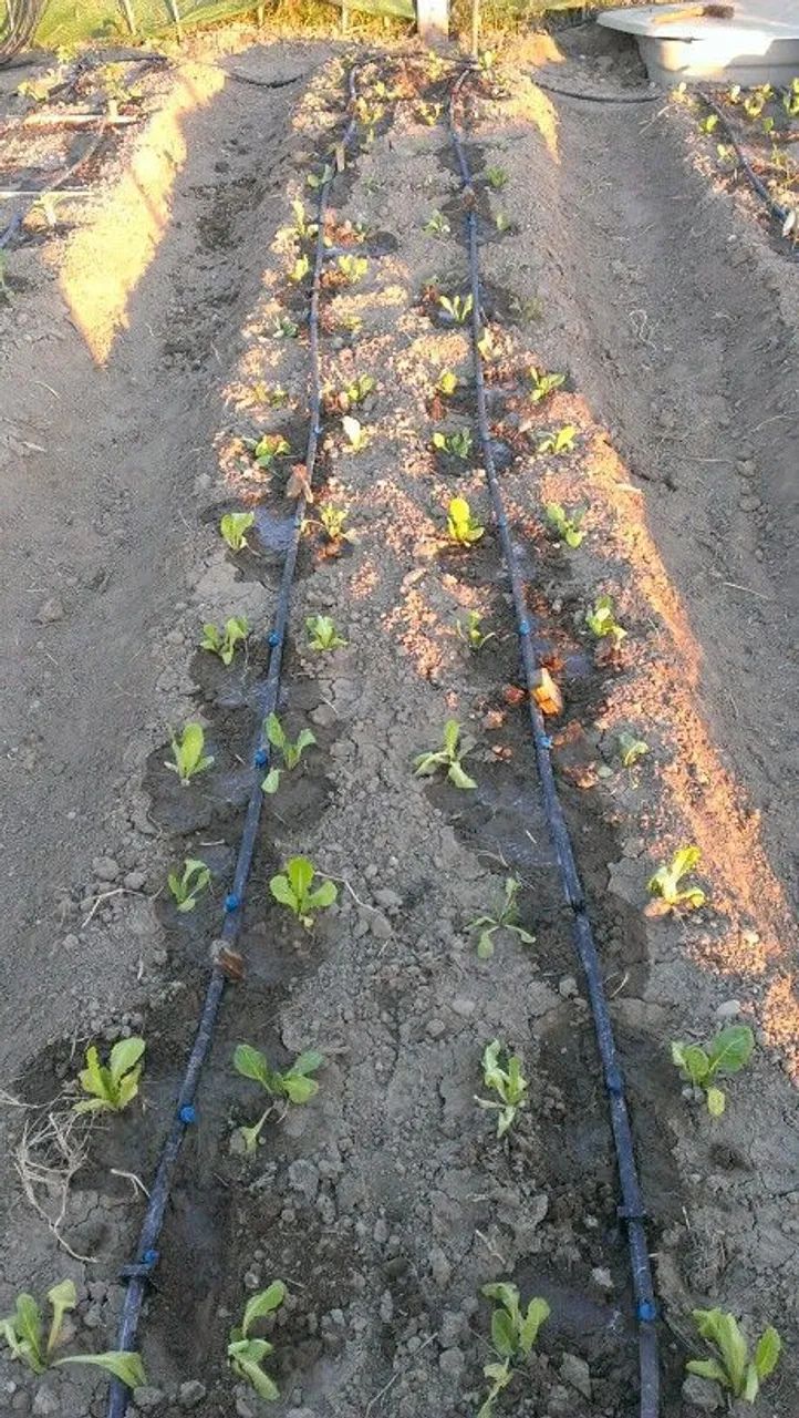 Irrigação  - Foto 3