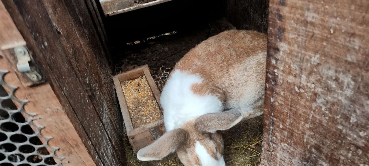 Coelhos gigantes  - Foto 4