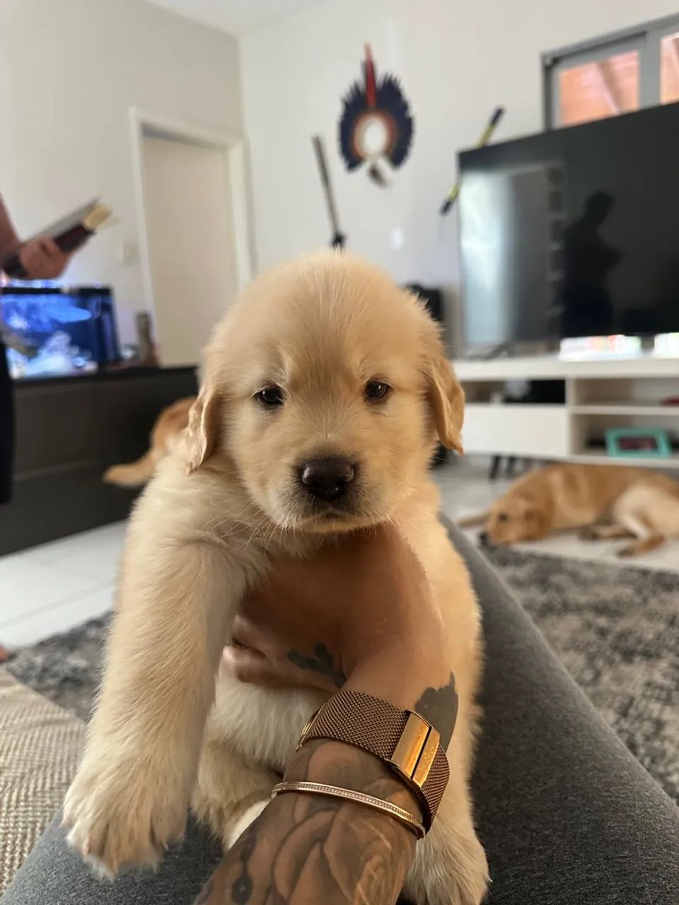 Golden Retriever Macho disponível - Foto 3