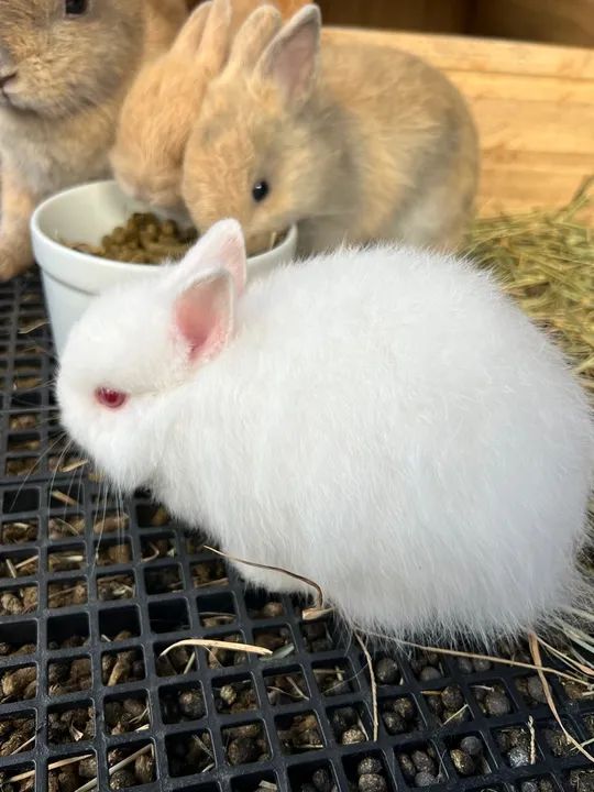 Coelho Anão Netherland darf branco filhote  - Foto 4