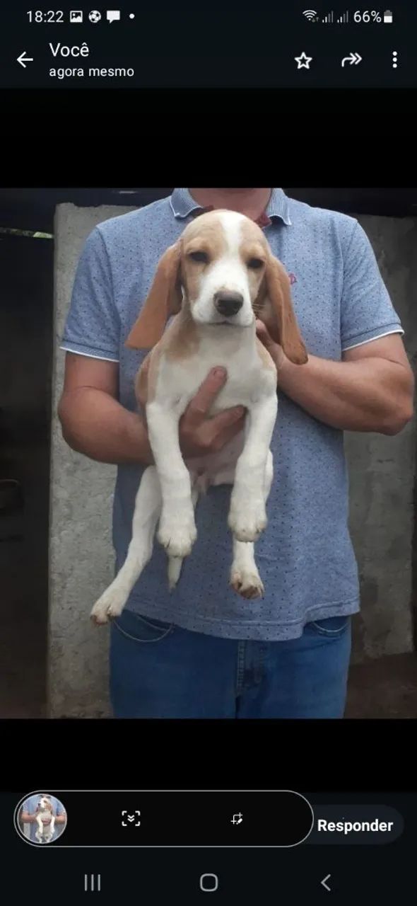 Femea bicolor beagles 