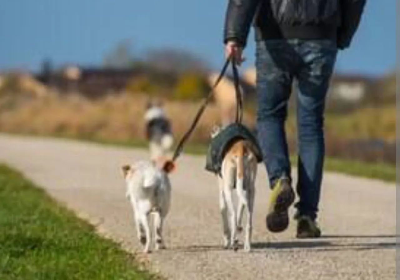 Passeador de Cães em Santarém-Pa - Foto 3