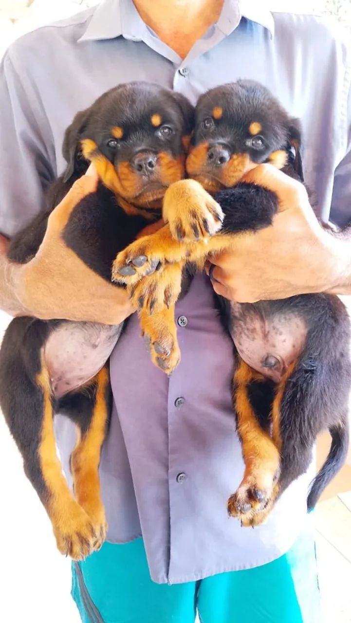 Filhotes de Rottweiler - linhagem pura! - Foto 4