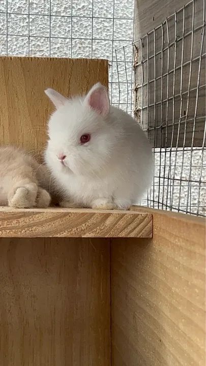 Coelho Anão Netherland darf branco filhote  - Foto 2