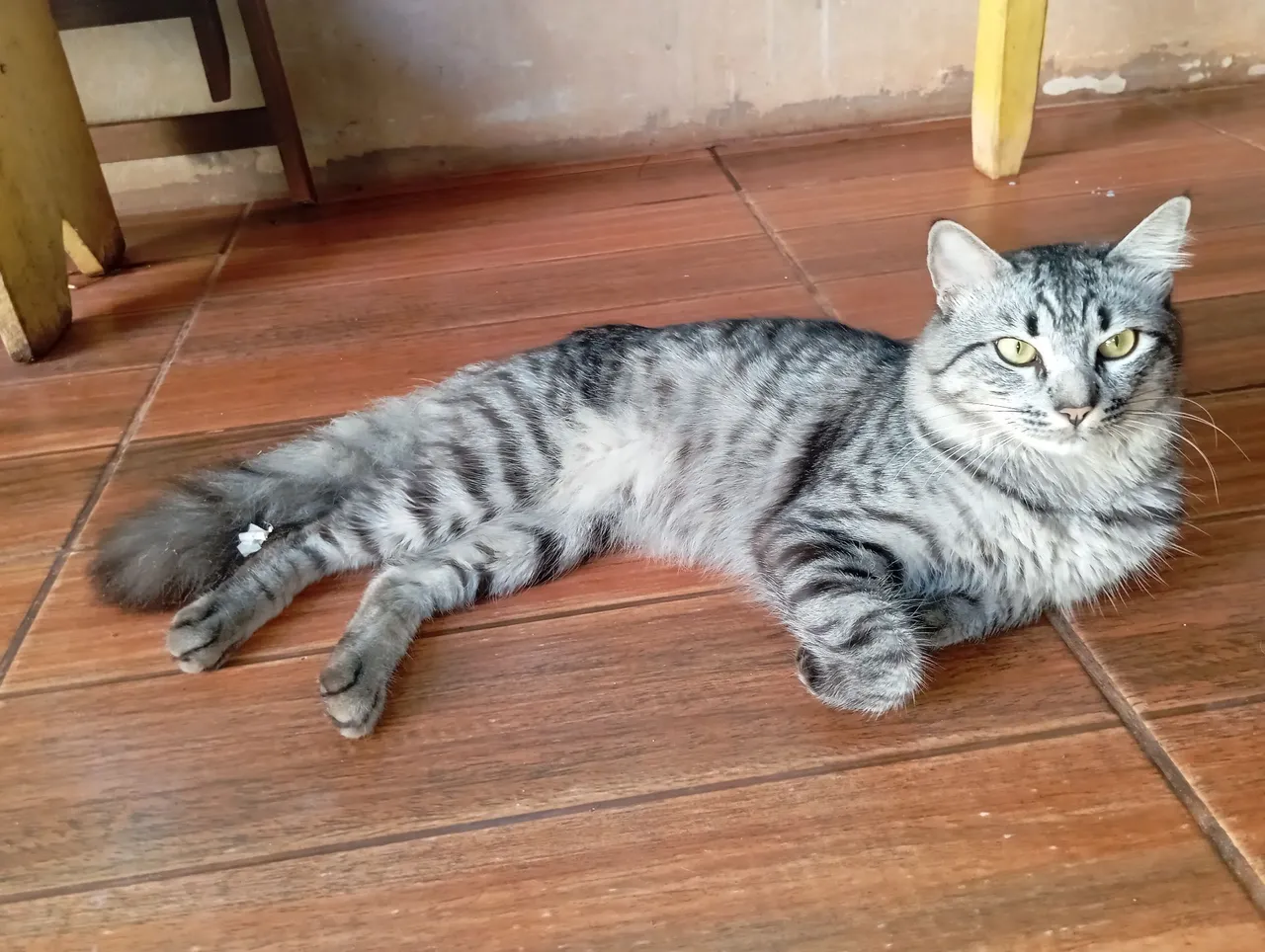Gato Siberiano Cinza para Adoção