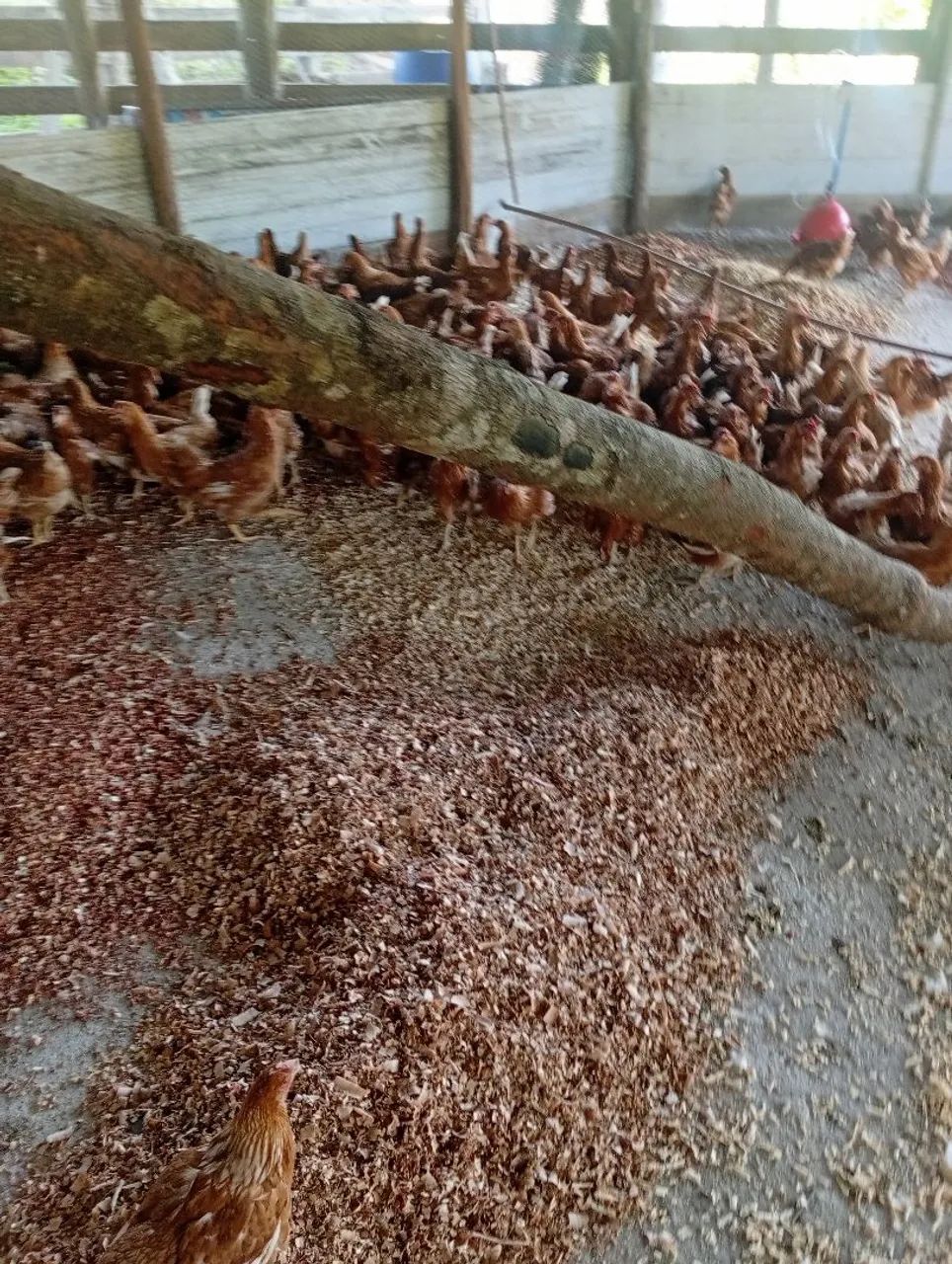 galinhas isa braw poedeiras  - Foto 2