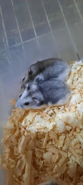 Hamster anão russo filhotes disponíveis  - Foto 3