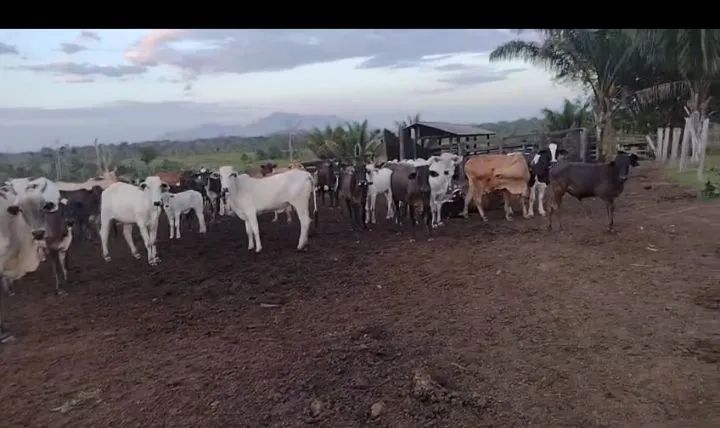 Vende-se ou troca-se Garrotes, Novilhas, Vacas e Bezerros  - Foto 5