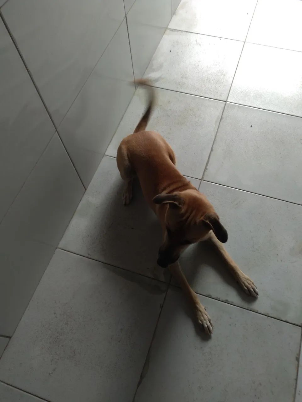 Cachorro caramelo para adoção - Foto 2