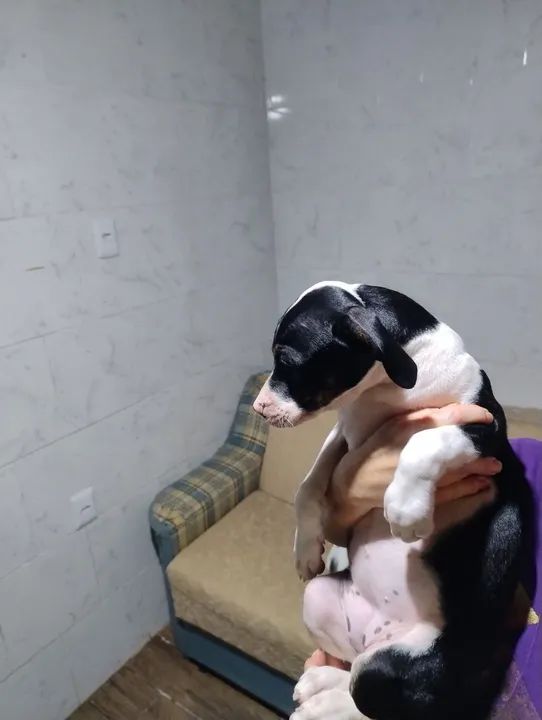 Doação de filhotes com 4 meses  - Foto 5