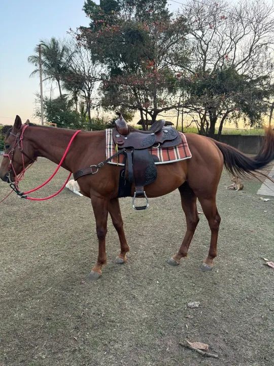 Cavalo para ranch shorting  - Foto 2