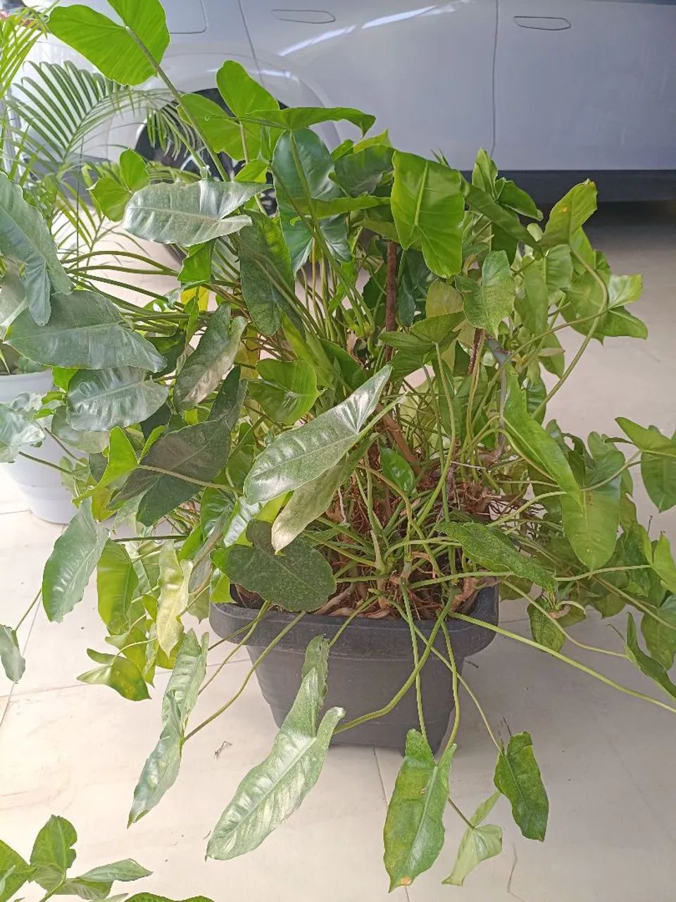 Planta  - Foto 3