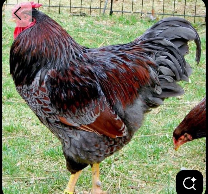 Ovos férteis GSB e Wyandotte - Foto 3