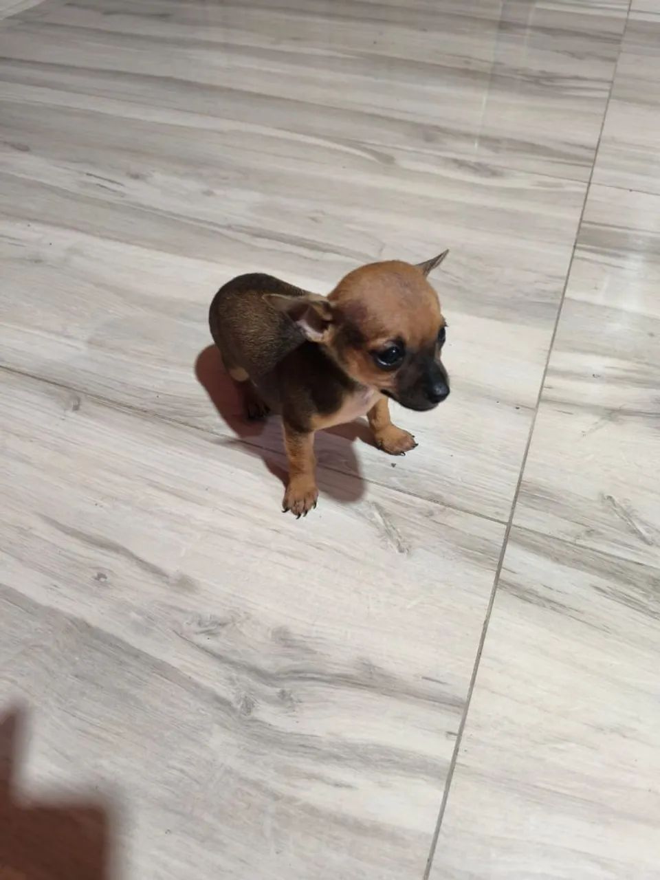 Pinscher zero  - Foto 2