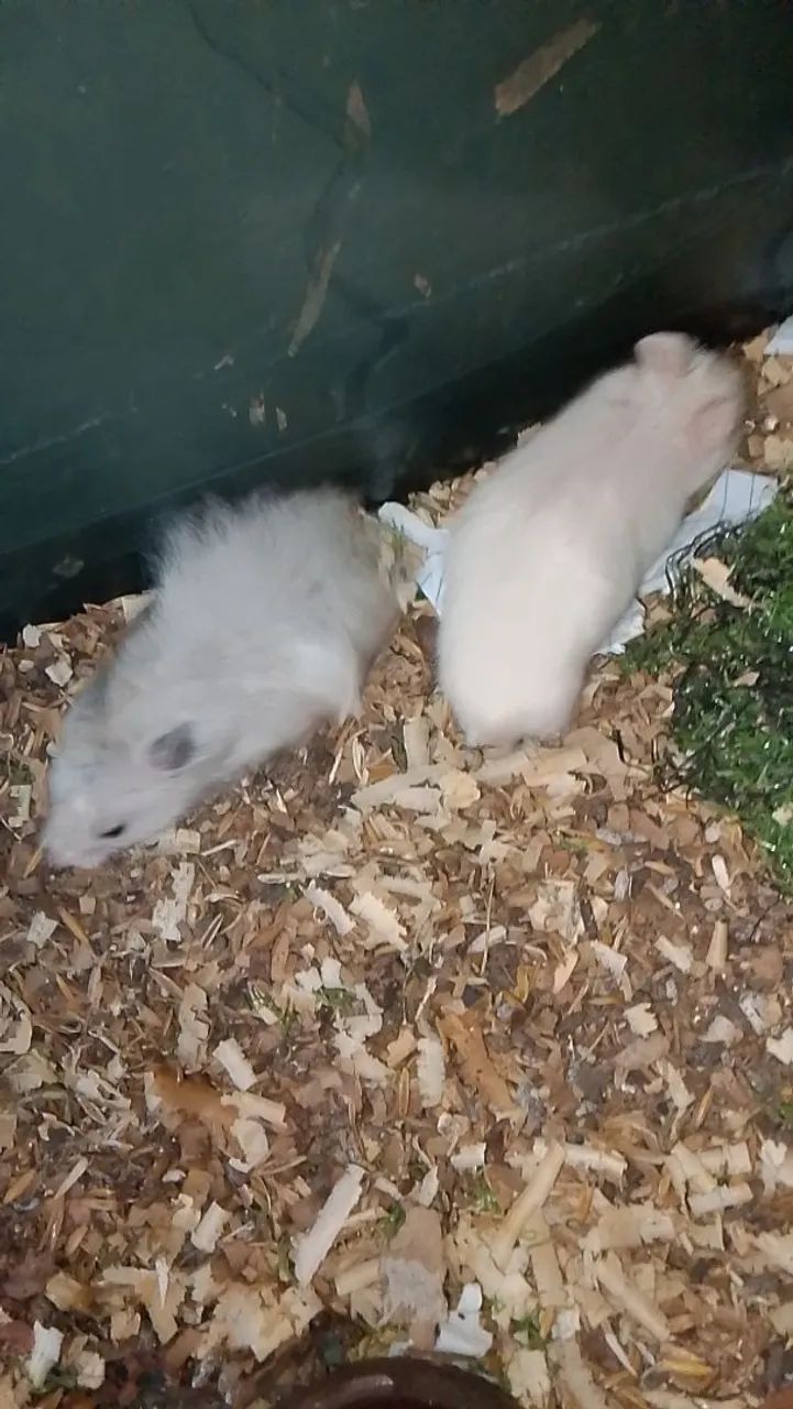 Hamster Sírio - Foto 2