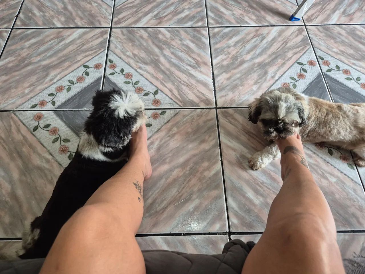 Shih tzu - Foto 4