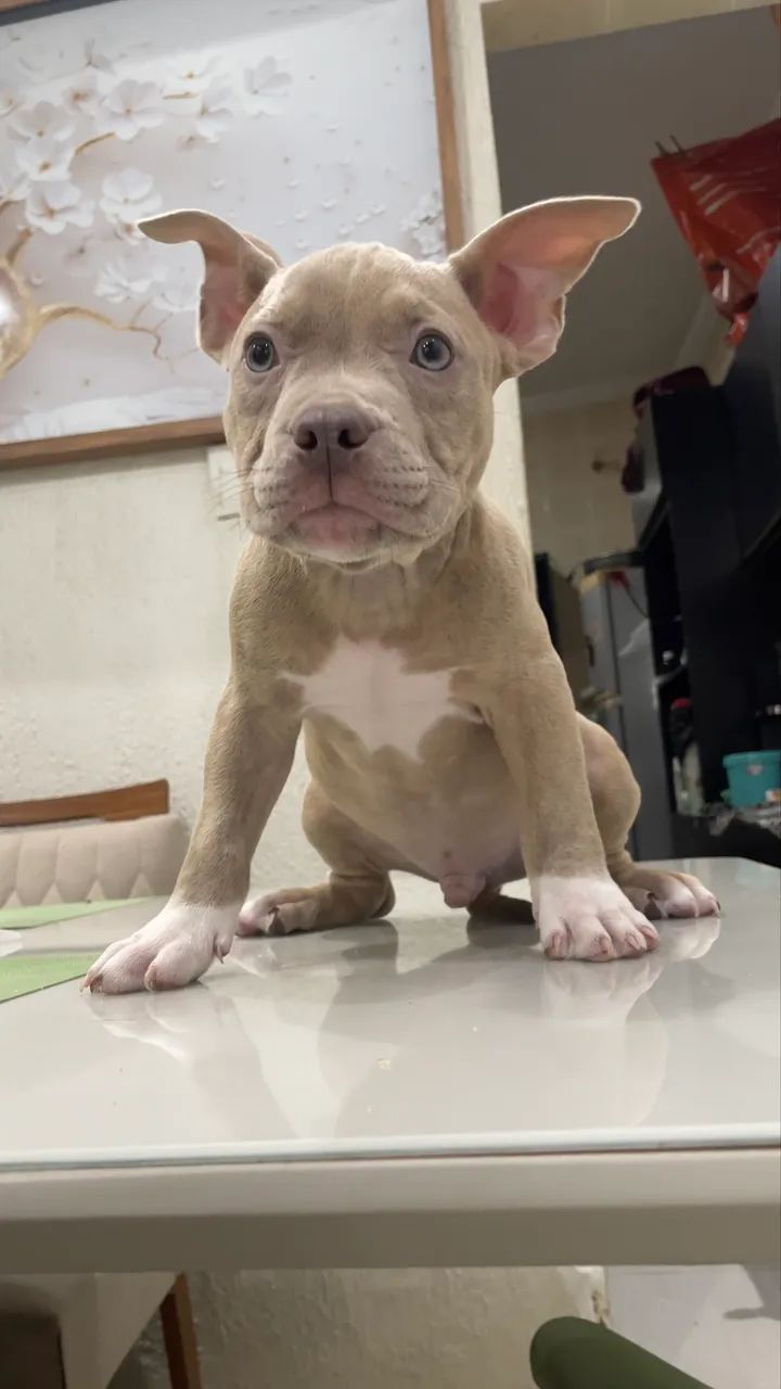 American Bully - Foto 2