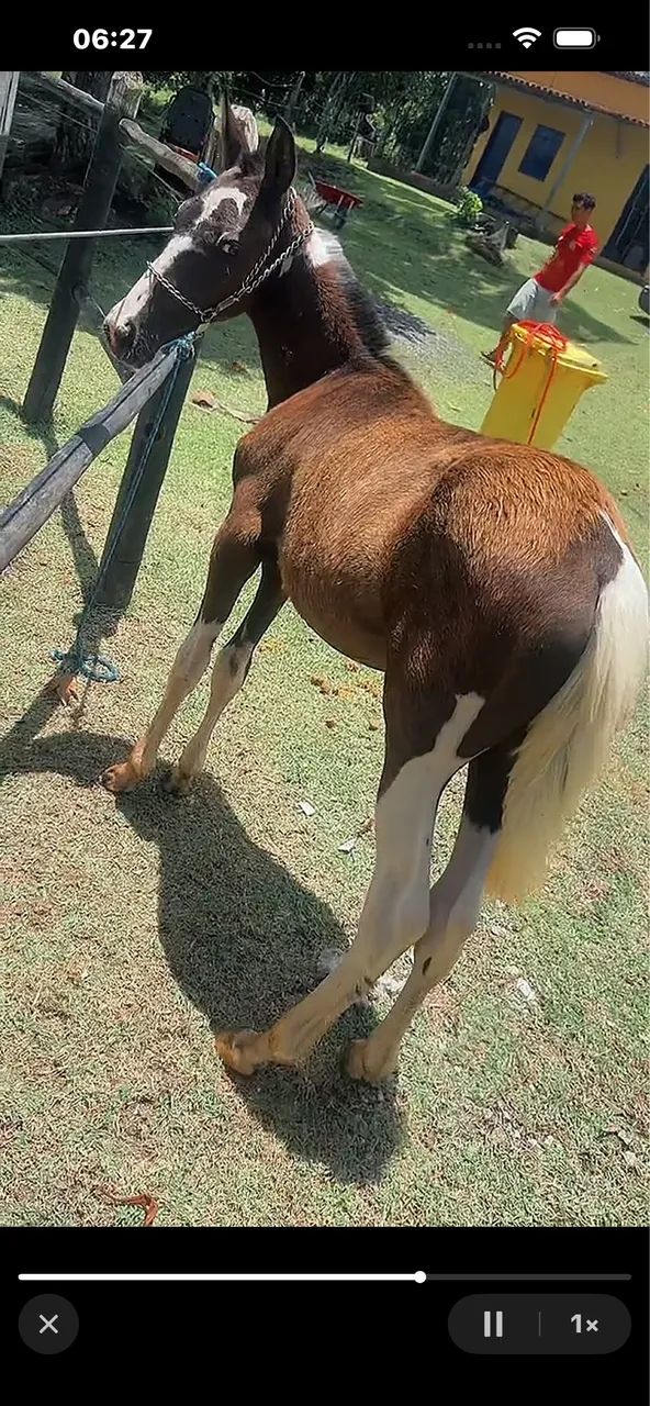Potro a venda  - Foto 2