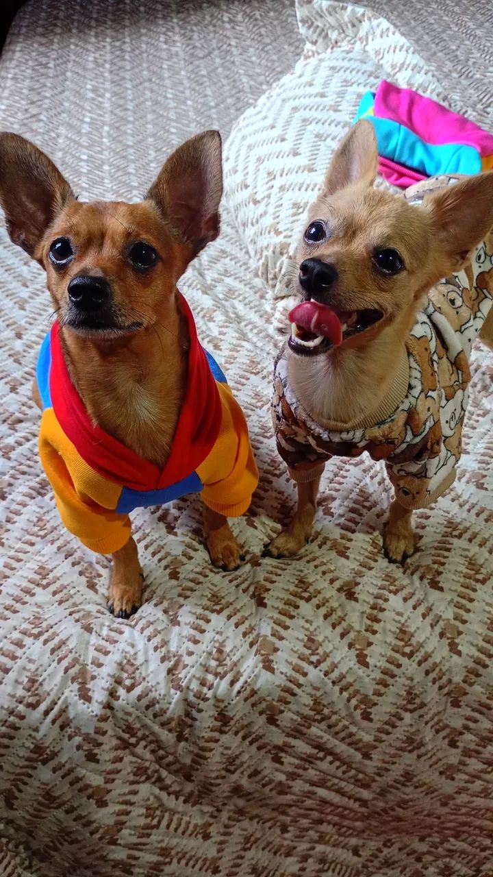 Roupas pets - Foto 3