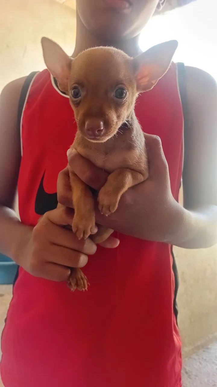 Pinscher  - Foto 2
