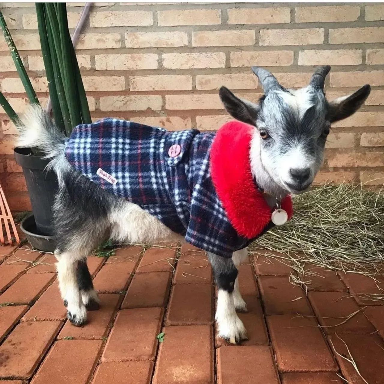 Mini cabras 