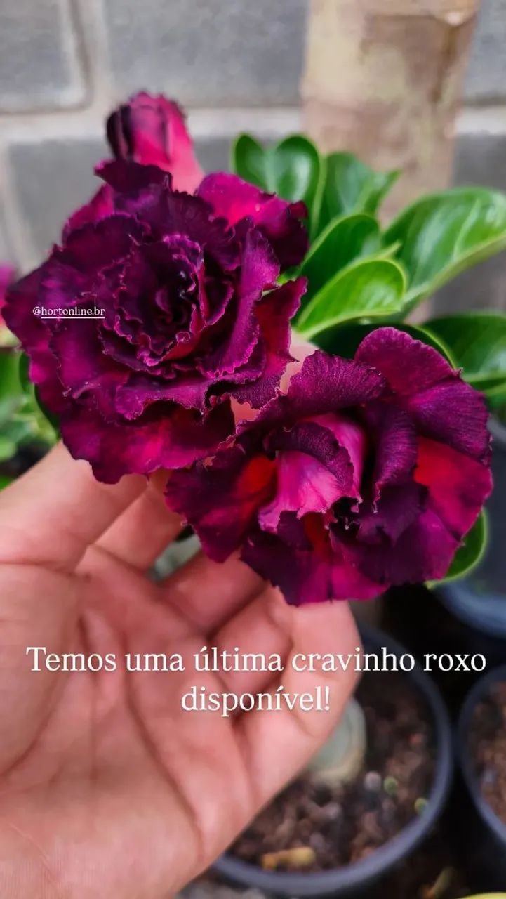 Rosa do deserto 