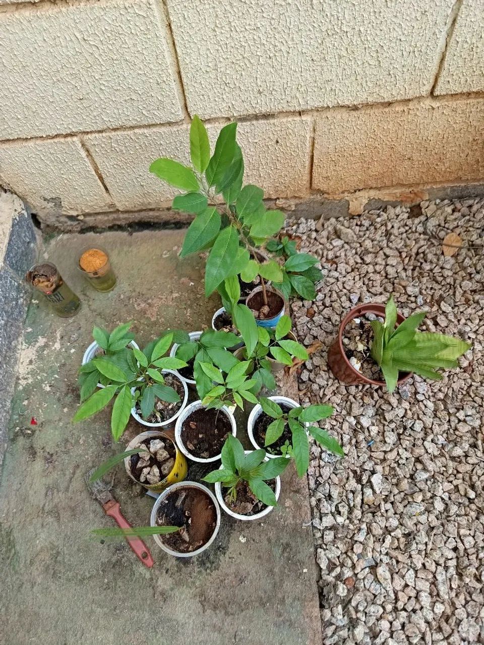 Mudas de Pitomba  - Foto 3