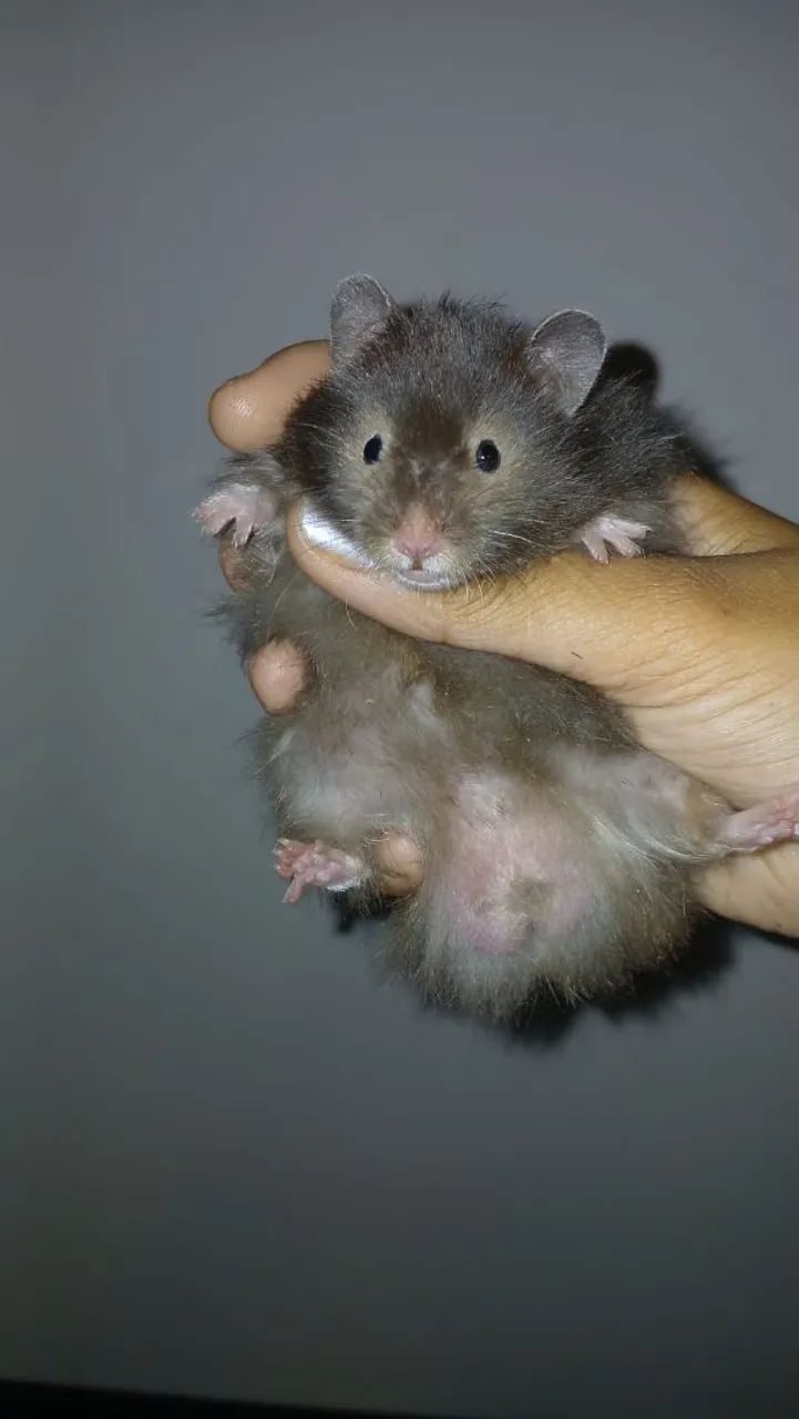 Hamster sírio angorá  - Foto 3