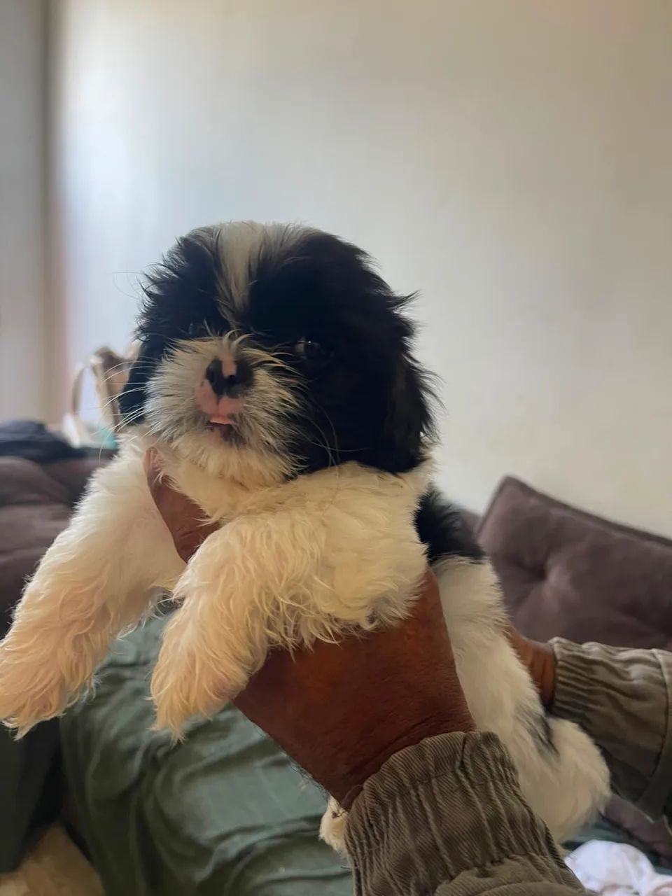 Cachorro - Foto 2
