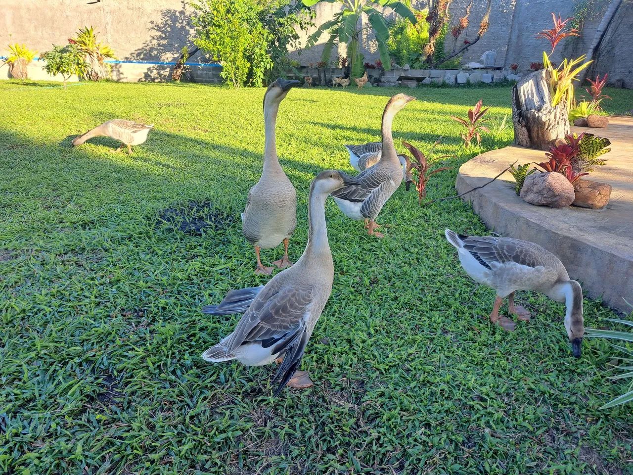 Ganso sinaleiro africano - Foto 2