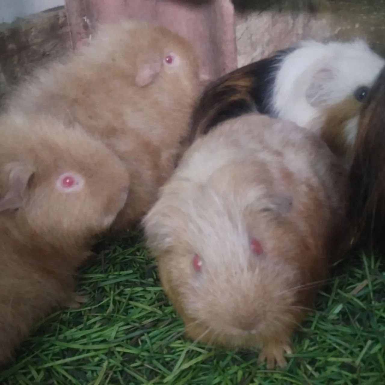 Porquinhos da Índia 5 por 150 - Foto 4