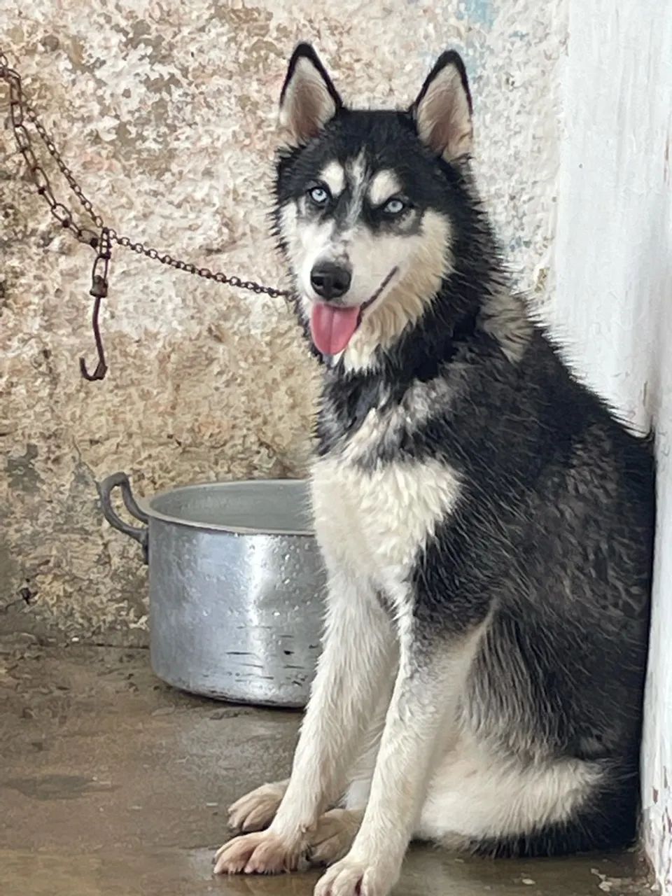 Procuro husky macho para cruzar - Foto 3