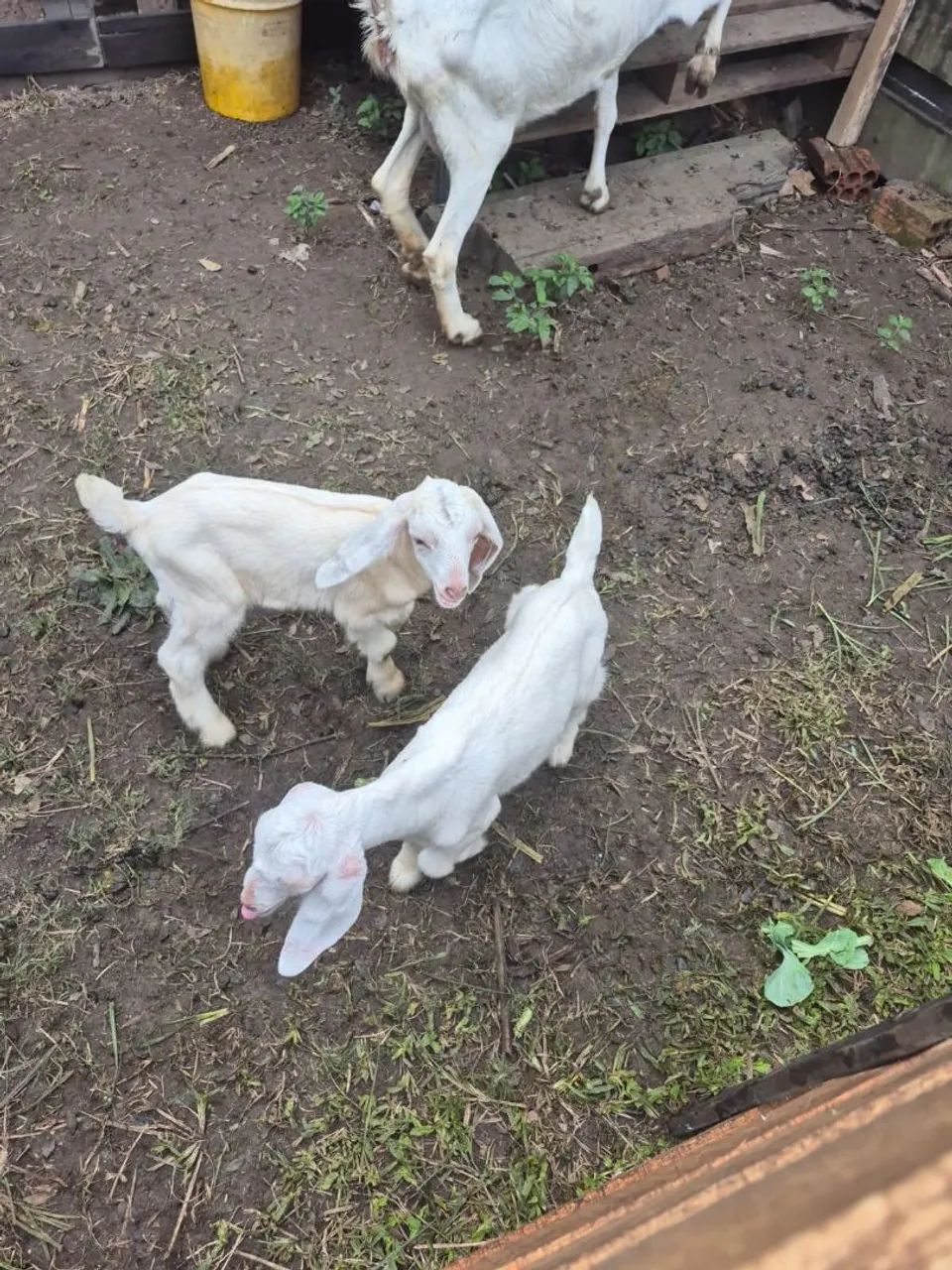 Filhotes de cabras leiteira  - Foto 5