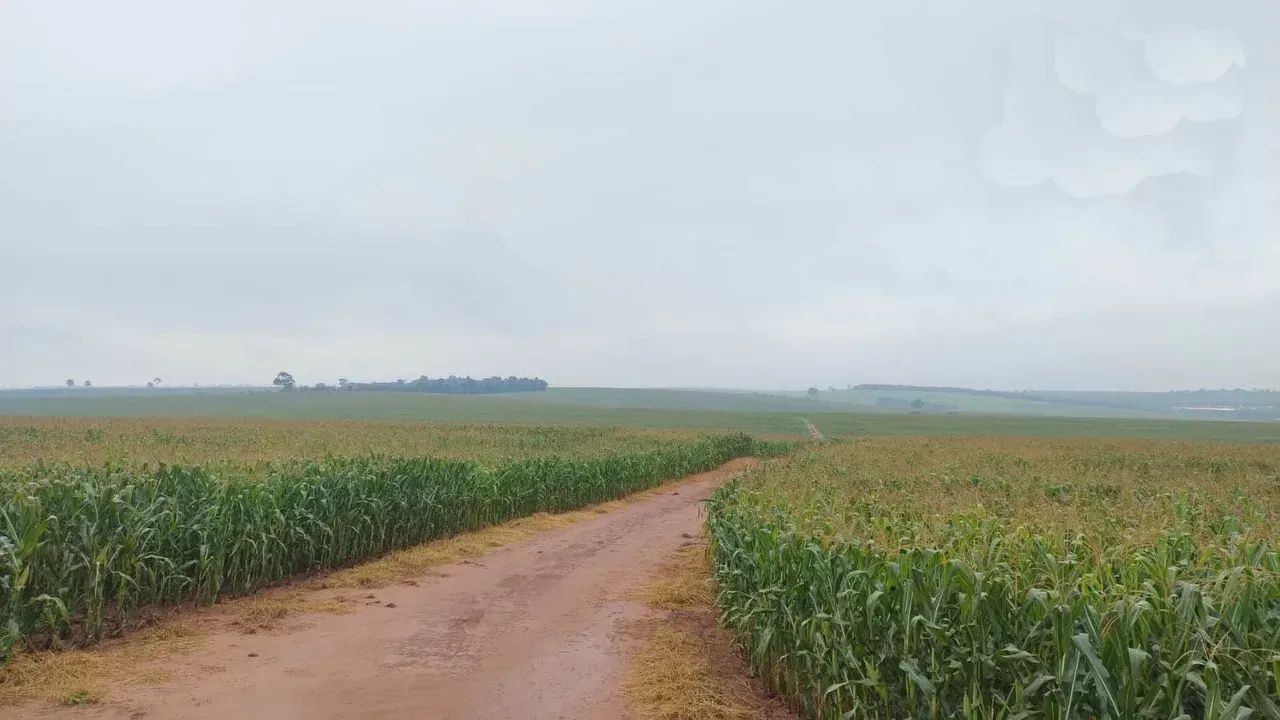 Fazenda a venda no PR. Noroeste. - Foto 2