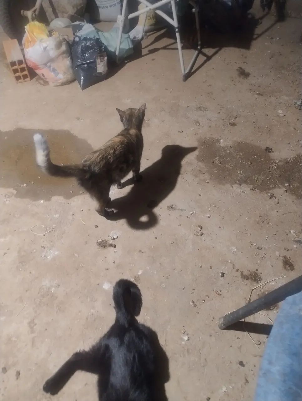Lindos gatinhos precisando de uma moradia. - Foto 2