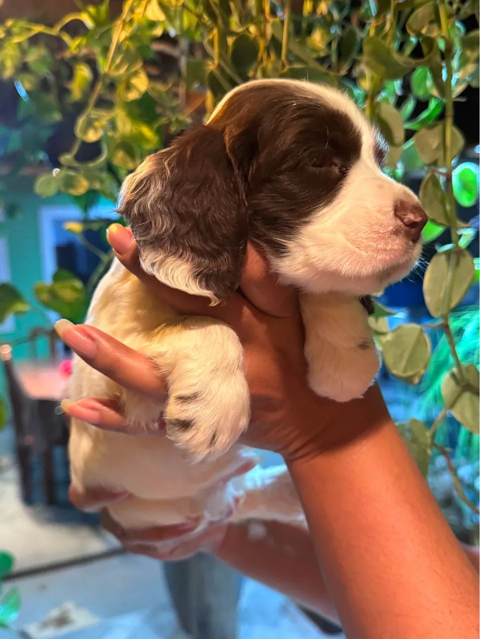 Filhote Macho Cocker Spaniel - Foto 4