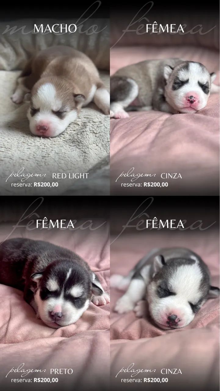 Filhotes Husky Siberiano 