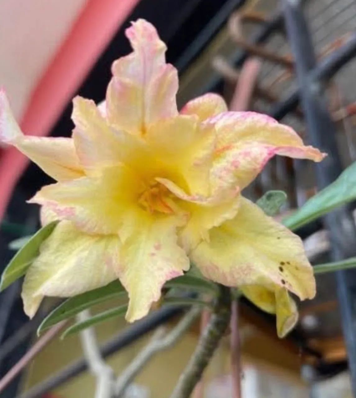 Rosa do deserto  - Foto 6