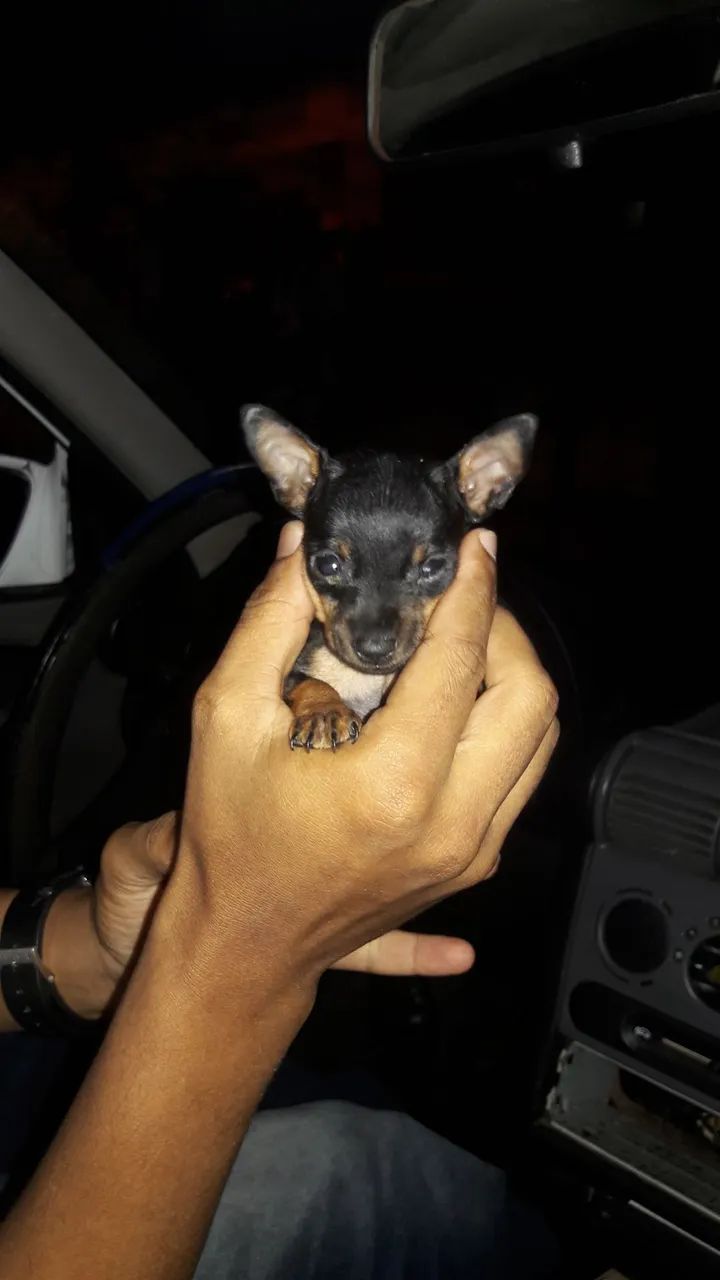 Filhotes lindos e miúdos de pinscher 0