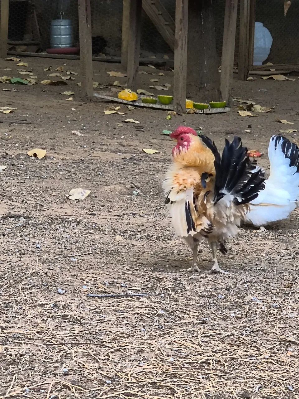 Mini Galinhas Garnisé/Galinzé / Garnizé - Foto 4