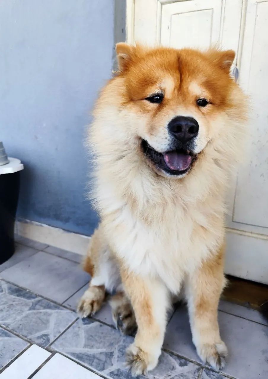 Doação Chow Chow 
